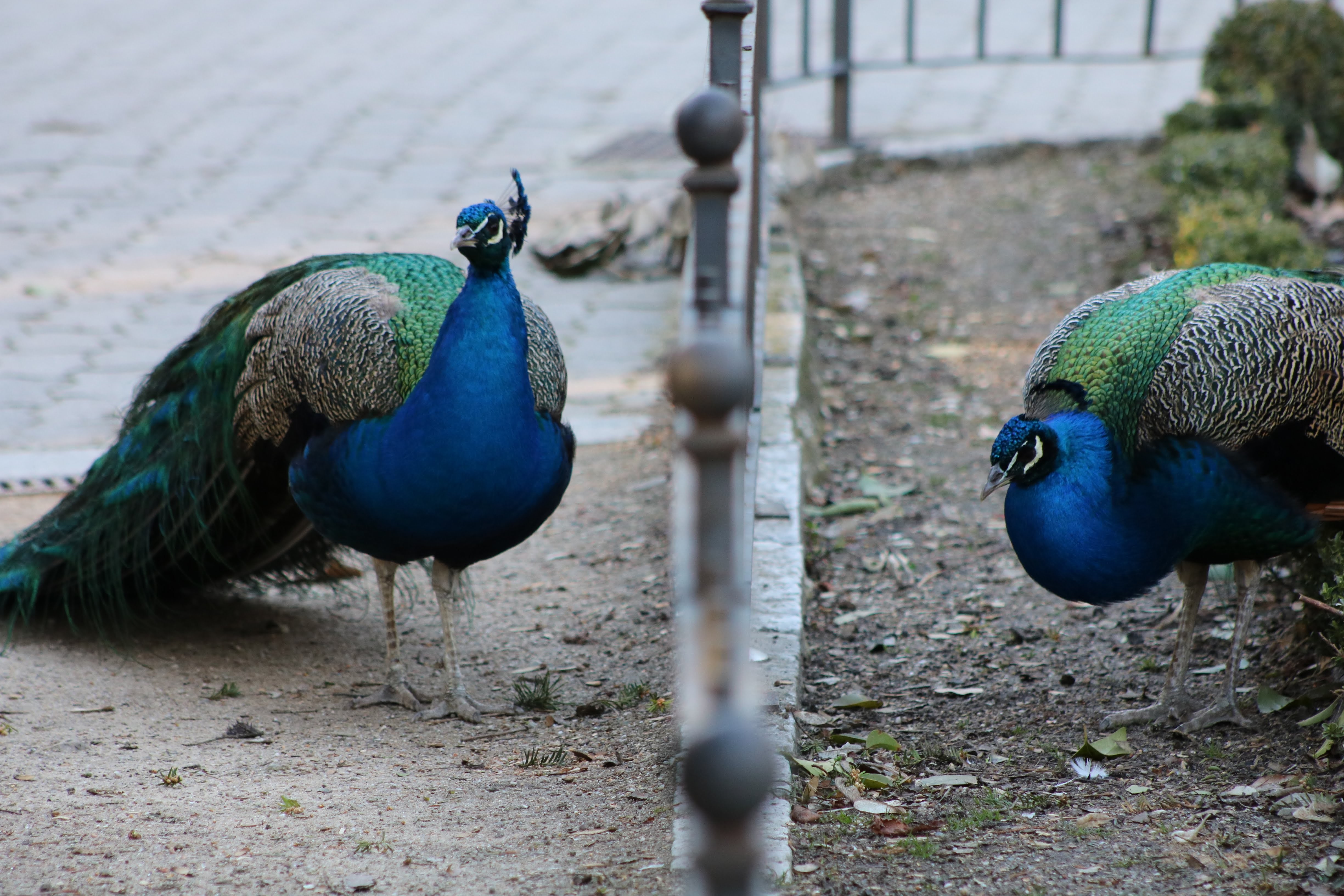 peacocks by fence